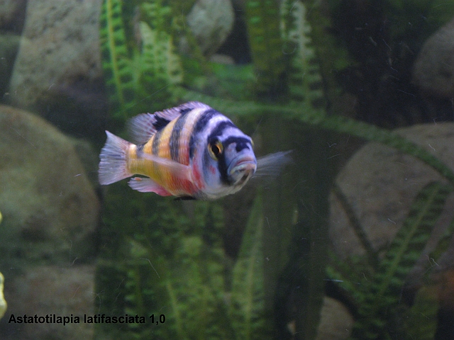 Astatotilapia latifasciata 1,0